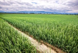 OUTSOURCED/REMOTE/IN-HOUSE